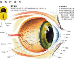 猫咪眼中的世界是绿色的 你知道吗
