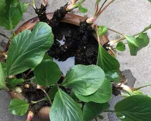 一棵青菜养8年，成了老桩，年年开花！