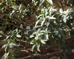 桂花盆栽里掺点“它”，枝芽冒不停，满园飘着桂花香