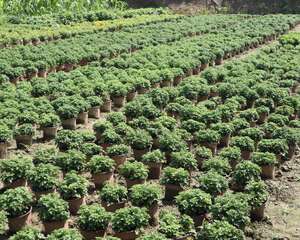 菊花移栽注意事项