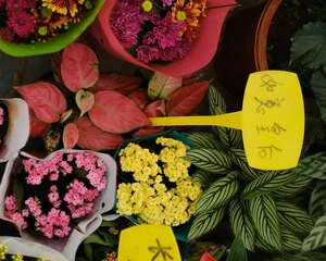 如意皇后叶子怎么变红