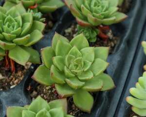 人家才不是一盆没有故事的多肉