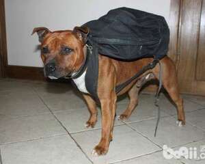 狗狗排便的冷知识你都知道吗？