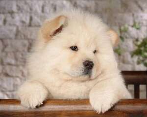 松狮吃什么美毛？松狮美毛技巧