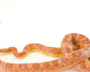 蛇的相关外伤处理