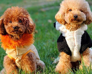 对于贵宾犬的一些误区