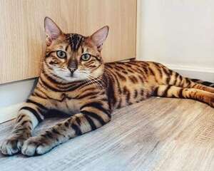 猫咪眼屎多，容易糊住眼睛怎么办？