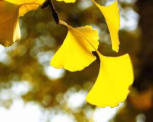 银杏花的花语及含义