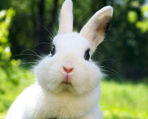 科学饲养荷兰兔从了解习性开始