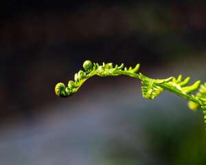 蕨类植物能净化空气吗？