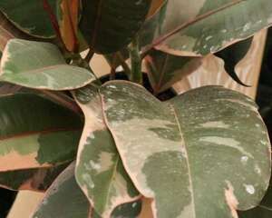 橡皮树不长新叶怎么办