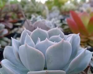 鲁氏石莲（Echeveria runyonii）养护经验