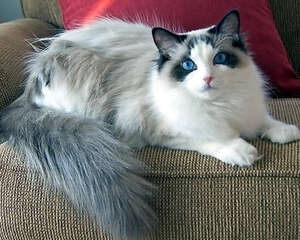 关于布偶猫的饲养