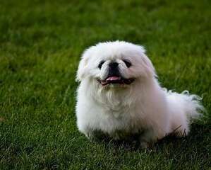 京巴犬凶吗？京巴犬的优缺点介绍