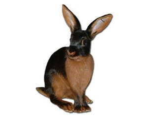 美国黄褐色家兔的外观特征