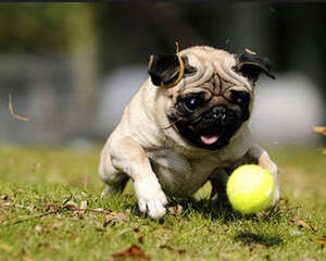 狗狗吃哪种肉比较好