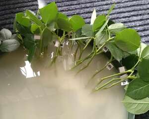 20种常见花，扦插方法大全，不用再花钱买了！