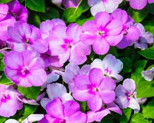 凤仙花常见虫害及防治方法