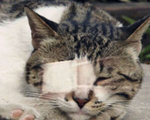 猫咪常见的眼部疾病及其治疗