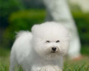 怎样帮比熊犬去除泪痕