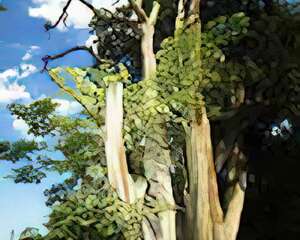 是什么决定植物抽新枝呢(图)