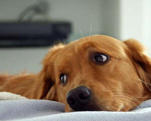 狗狗节后综合症的预防