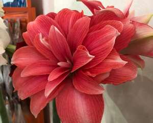 朱顶红开花后怎么处理