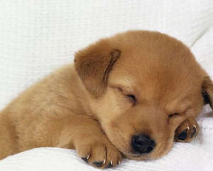 火车托运宠物有哪些规定