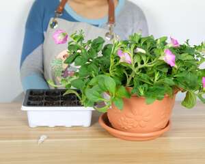 矮牵牛如何施肥