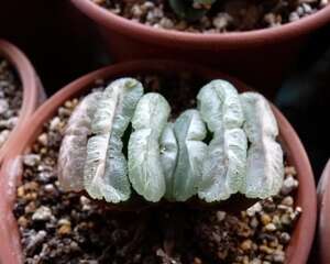 十二类多肉植物根系出了问题？手把手教你给十二卷修下根吧