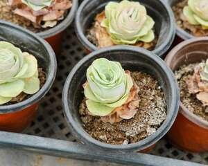 山地玫瑰的夏季养护