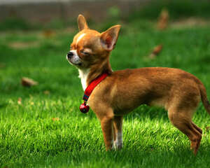 吉娃娃为什么发抖？