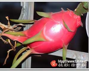 阳台绿化佳品——火龙果