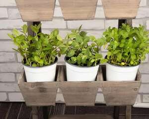 这花养厨房，掐一把就能做菜吃，越晒太阳越爆盆！