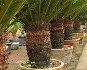 苏铁的花语和传说