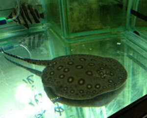 魟鱼入缸前该如何过水