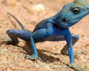 几种蜥蜴的饲养方法