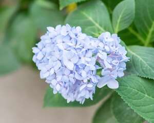八仙花的繁殖方法