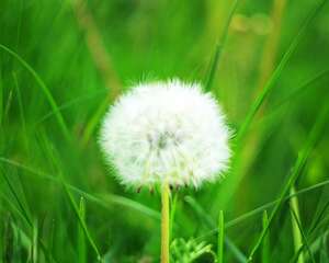 蒲公英的繁殖方式