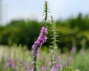 千屈菜的功效和作用