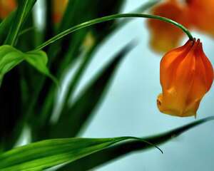 奇葩花卉之拟态系列——宫灯百合