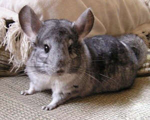 如何挑选龙猫零食？