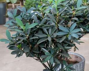 绿萝茶花…裹个毛巾，大冬天也呼呼冒根，20天长满盆！