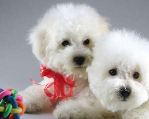 纯种比熊犬的特征