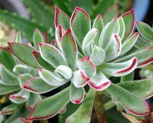 锦晃星Echeveria pulvinata