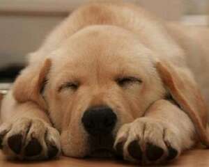 狗狗睡觉会做梦吗