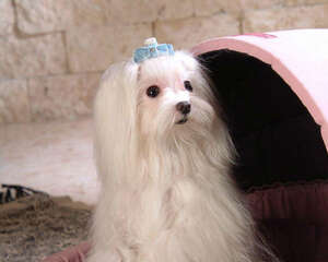 雾霾天气狗狗要注意什么