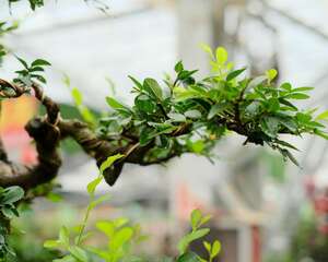 榆树下山桩泡水吗，怎么才能确定成活了