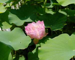 荷花的寓意和象征