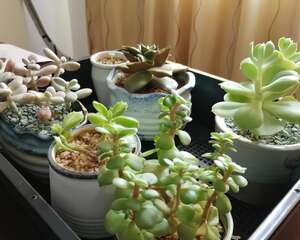 这花是个老酒鬼，灌点酒喷一喷，虫子死翘翘，叶子蹭蹭长！